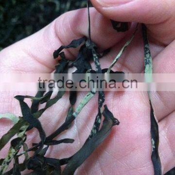 Seaweeds derivatives,sea kale,sea tangle,kelp noodles,dried seaweed buyer