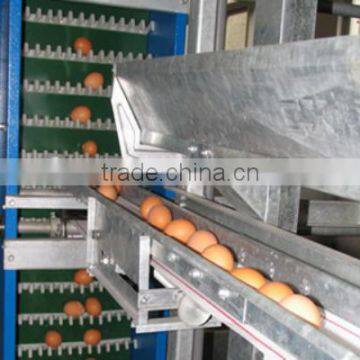 automatic egg collection system for poultry layer chicken farm