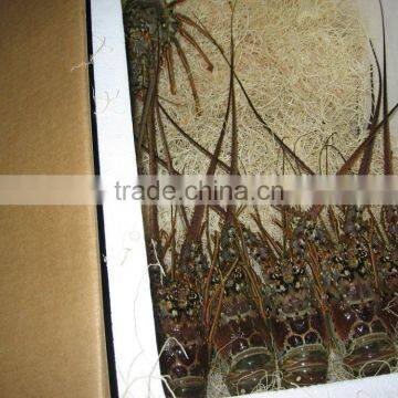 Spiny Lobster photo-3