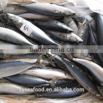 For Importers Sea Frozen Good Pacific Mackerel for Selling photo-2