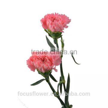 good quanlity names of flowers carnation fresh cut flower to the beloved