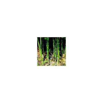 sell Asparagus Root Extract