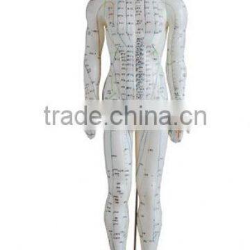 50cm Acupuncture Human Body Model Male