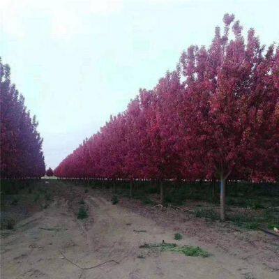 Prices of Sichuan North American Crabapples, Quotation List From the Base, Manufacturers and Wholesalers photo-2