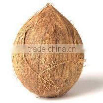 high quality mature coconuts for market price