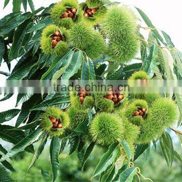 2014 Crop 100% Natrual Green Chestnut in Shell photo-4