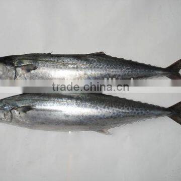 High quality frozen spanish mackerel on sale