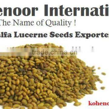 ALFALFA SEEDS BEST PRICE READY SHIPSTOCK