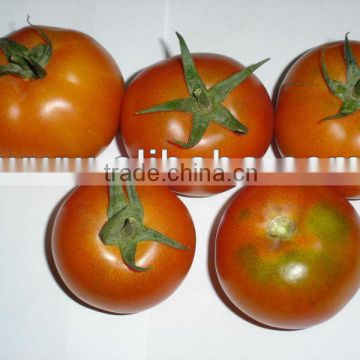 Fresh Tomatoes