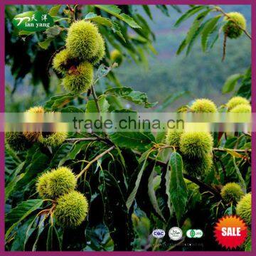 2015 New Bulk Top Quality Organic Fresh Chinese Chestnut for Sale