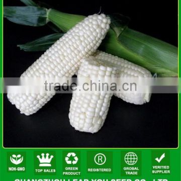 CO05 Meinuo no.2 f1 hybrid waxy and sweet white corn seeds sales