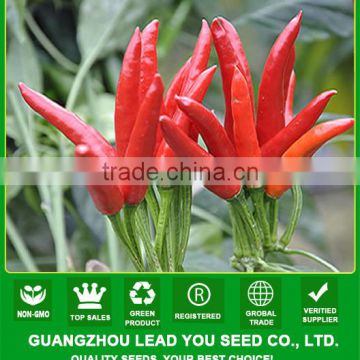 AP211 Pan upright growing red hybrid seeds chilli