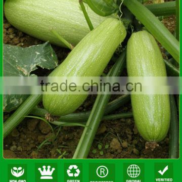 ASQ021 Maika f1 hybrid light green hybrid zucchini seeds