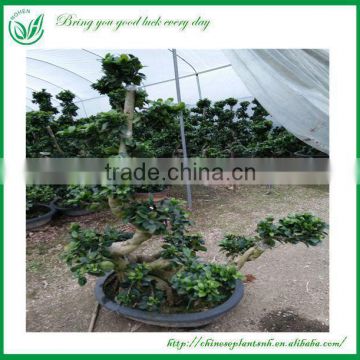 Ficus Bonsai Plants