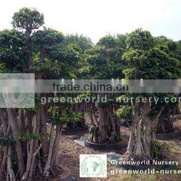 Ficus microcarpa big layer shape