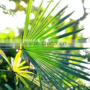 Popular Coniferous lovergrass cut leaves