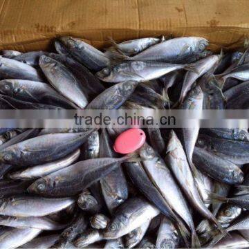 frozen horse mackerel 100-150g