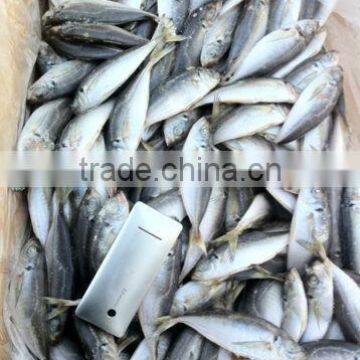 Frozen Horse Mackerel Price