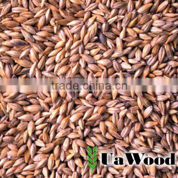 Animal feed barley from Ukraine