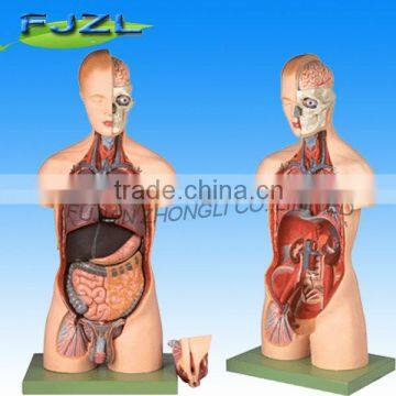 new Muscular Torso Dual-Sex Open Back Medical Anatomical Model