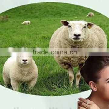 High Quality Pure freeze-dried sheep placenta extract