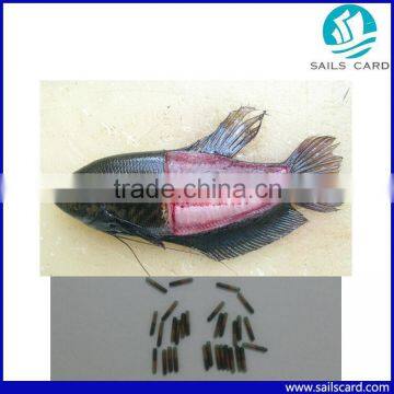 New Arrive Animal id RFID Transponder With Animal Microchip photo-4