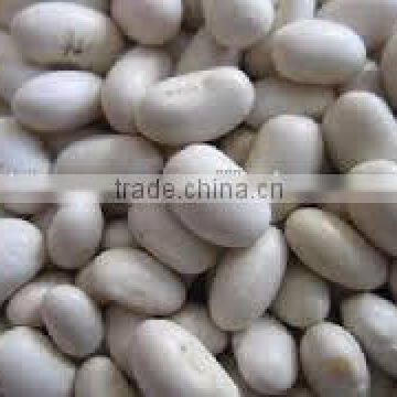 2015 CHINA white beans round with good quality HOT SALE