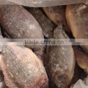 frozen fish for tanks good price wholesale tilapia