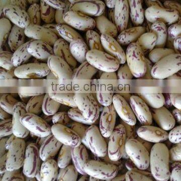 Light Speckled Kideny Bean