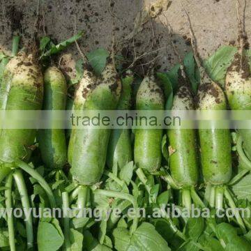 Green Radish photo-3