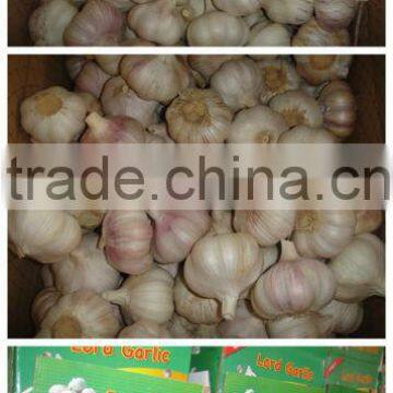 fresh garlic crop 2013