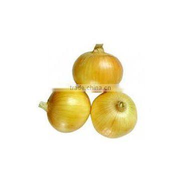 yellow onion with high quality