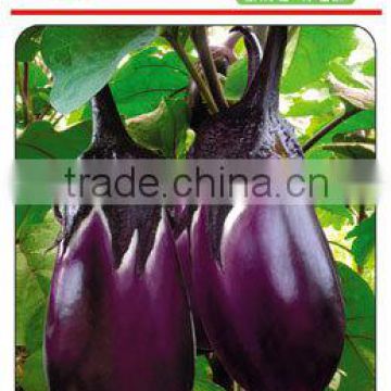 Cold Resistance Round Black Purple Eggplant Seeds-Beauty Eggplant No.8