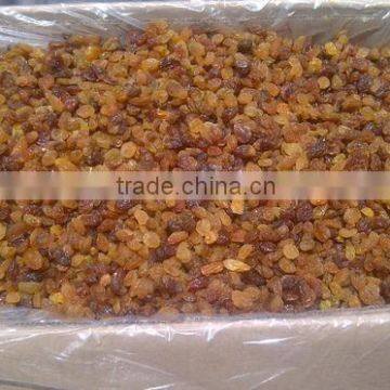 HIGH QUALITY MALAYAR RAISIN FOR EXPORT