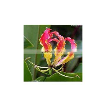 Gloriosa superba Extract (Thiocolchicoside) IP/FP