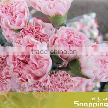 Fresh Cut Flower Carnation All Colour Mother's Day photo-2
