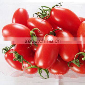 F1 Cherry Red Tomato Sweety Seeds and Plants