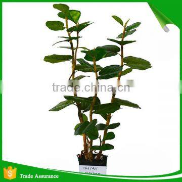 Artificial Green Ornamental Plant Indoor and Outdoor photo-3