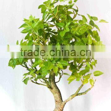 Mini Ficus Bonsai