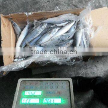 frozen pacific saury in fish