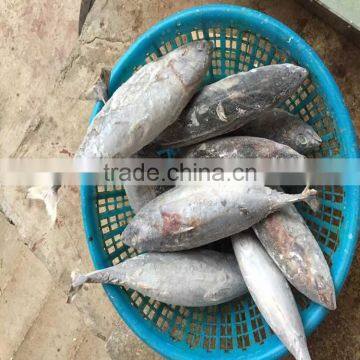 Frozen WR bonito WR bonito fish frigate mackerel for sale