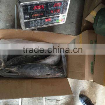 Frozen Bonito Sarda Sarda 750-1000G photo-6
