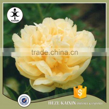 MY TEST Herbaceous Peony Plant Root photo-5