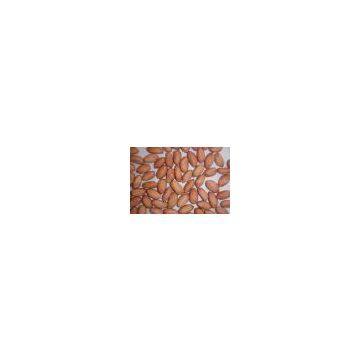 Shandong Peanut Kernels Long shape