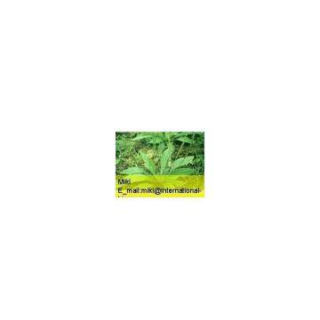 Plantain Extract
