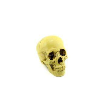 Human Skull Replica Resin Model Medical Realistic 11x7x8.5cm yellow