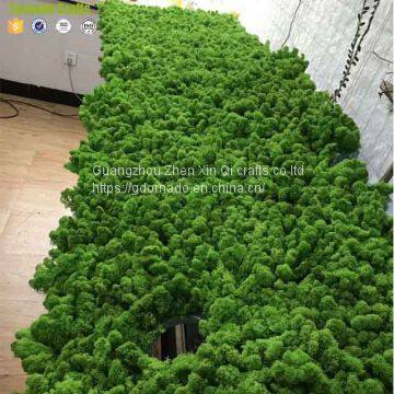 High Quality 500G Per Box Artificial Decorative Moss Preserved Moss for Moss Wall Decoration photo-3