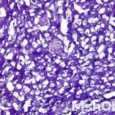 Inverted Biological Microscope With Phase Contrast MI52-N photo-3