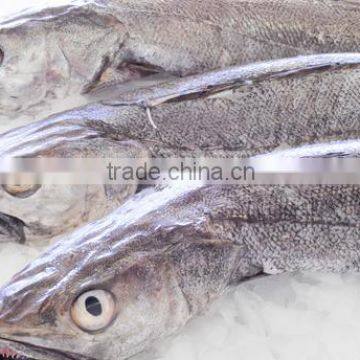 WR Frozen Hake photo-2