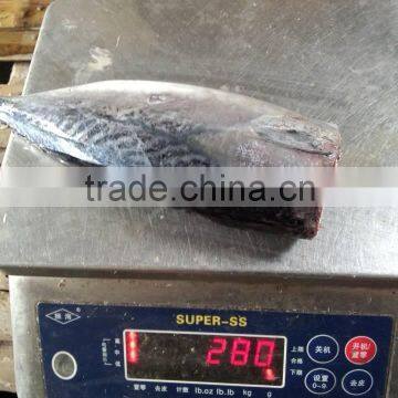 2015 frozen bonito HGT 150-300g/pc new processing